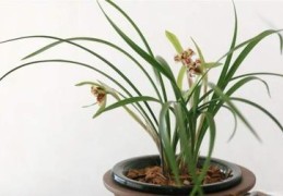 兰花直播营销技巧,直播间卖兰花