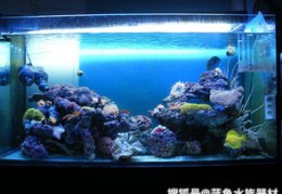 水族直播技巧和方法,水族直播技巧和方法有哪些