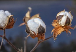 棉花音如何成为热门精选，棉花语音的秘诀