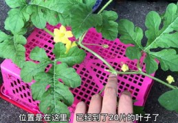 西瓜直播授粉技巧,西瓜直播新手怎么做