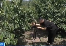 樱桃直播技巧,樱桃直播平台怎么赚钱的