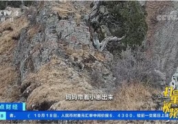 雪豹直播拍摄技巧,雪豹直播拍摄技巧是什么