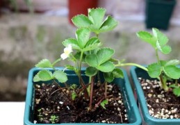 养草莓技巧直播,如何养草莓?