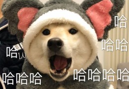 宠物抖音热门攻略，如何让你的宠物成为抖音新星？