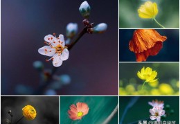 短视频拍摄技巧，教你如何拍摄花卉教学视频制作指南