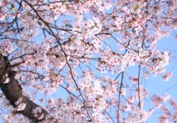 樱花直播技巧2022,樱花直播怎样开直播