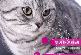 宠物罐头直播技巧介绍,宠物罐头厂