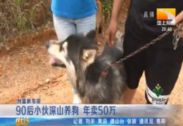 养狗技巧直播,养狗技巧视频完整版