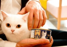 直播间养猫技巧,直播养宠物