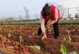 蔬菜直播采摘技巧,蔬菜直播采摘技巧和方法