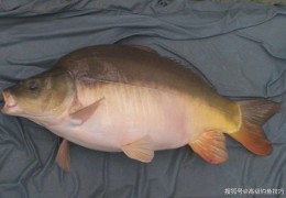 鲤鱼直播技巧人物与游戏全视频攻略