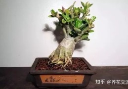 盆景直播语言技巧,盆景直播间的设计