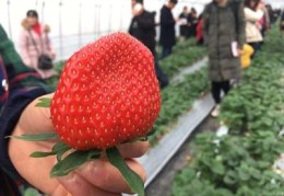 草莓直播技巧英语,草莓英语语音