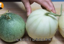 甜瓜直播秘籍与书生救狐狸的奇妙缘分，报恩之路开启