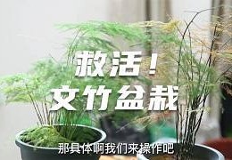 LOL直播技巧舞蹈,lol主播教学