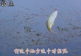 空军直播钓鱼技巧,空军 钓鱼