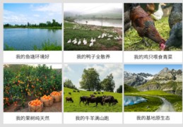 直播鸡场选鸡技巧,直播卖土鸡赚钱吗