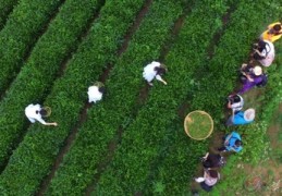 茶叶直播采风技巧,茶叶直播怎么互动