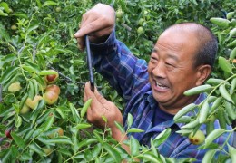 果园直播秘籍，介绍内容与技巧全解析
