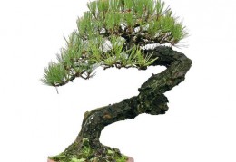 盆景树桩修剪直播技巧,盆景树桩修剪直播技巧视频