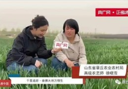 小麦直播的技巧,小麦直播技术