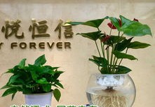 直播花盆技巧与养花心得分享