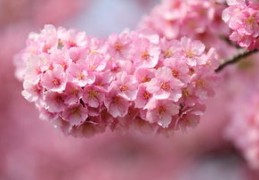 樱花直播技巧组合,樱花直播怎样