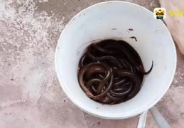 黄鳝直播技巧视频,黄鳝直播技巧视频教程