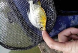 钓罗非鱼直播技巧,垂钓罗非鱼