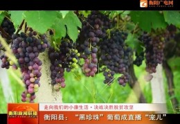 包含葡萄直播卖货技巧的词条