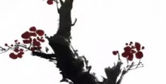 拍摄视频教程梅花怎么拍