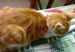 如何拍摄猫咪上热门，技巧与秘籍，拍出可爱的猫猫照片