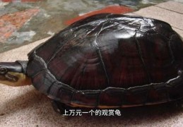 乌龟直播技巧教学图解,主播小乌龟er怎么不直播了