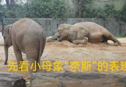 大象直播技巧教学图片,大象直播怎么样
