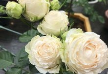 神马搜索推广开户,神马搜索推广平台
