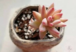 直播养花小技巧,直播卖花盆景的技巧