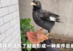 养鸟致富秘诀，专业技巧直播与实战指南视频