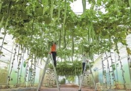 信息类直播技巧,信息流直播计划