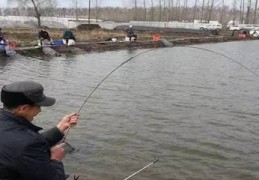 钓鲤鱼技巧直播,钓鲤鱼视频 野钓