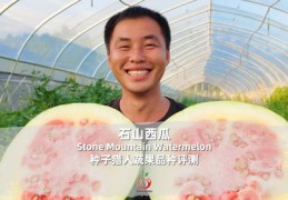 西瓜直播前期技巧,西瓜直播怎么涨人气的方法