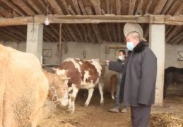 养牛直播技巧,养牛主播