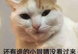 狗狗直播技巧教学,播放小狗视频直播
