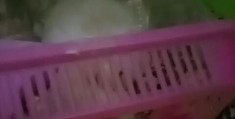 仓鼠拍摄怎么拍视频教程