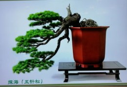 盆景直播灯光布置技巧图片,盆景灯光可以代替阳光吗