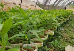 果树苗直播秒杀技巧,果树苗直播秒杀技巧