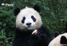 熊猫直播技巧与体育直播全解析