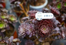 dy直播羊毛技巧,抖音直播间薅羊毛
