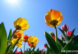 直播与日常花束拍照技巧大揭秘，如何拍出令人心动的花束照片？