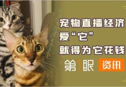 宠物直播说话技巧,宠物直播话术