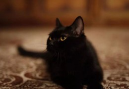 怎么拍摄自己的猫视频教程